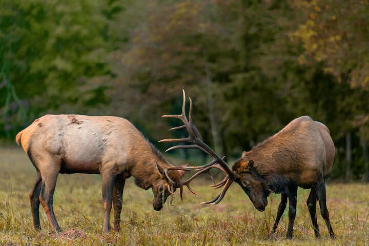 Fall Private Elk Rut Rocky Mountain National Park Tour - Photo 1 of 6